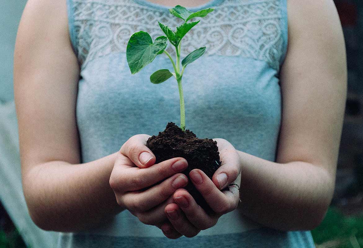 Muda sendo cuidada com responsabilidade ambiental